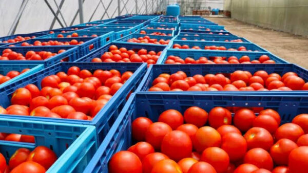 harvested tomatoes ready for export